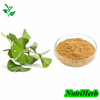 Natural Ginkgo Biloba Extract Ginkgo Flavone Glycosides Powder