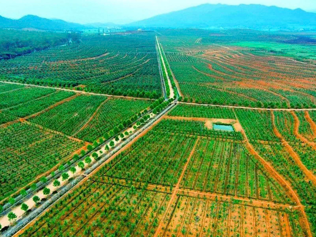 Farmland with Green Crops