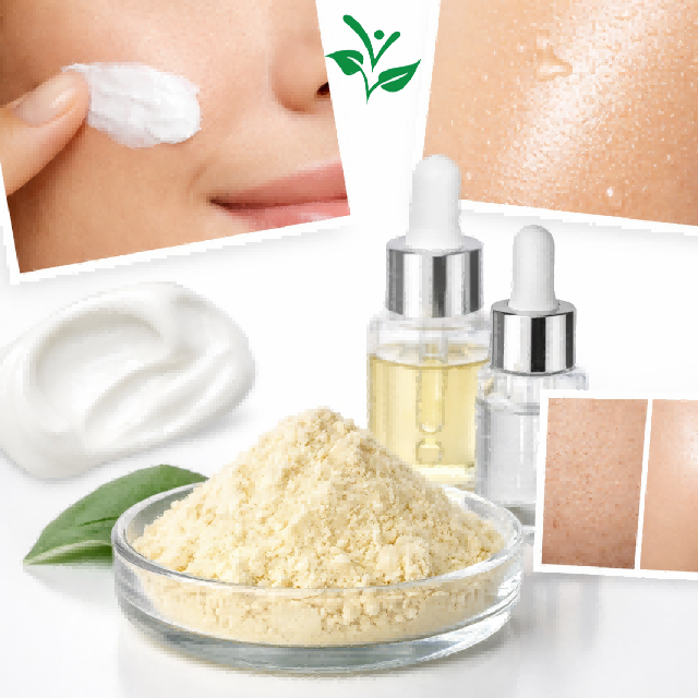 Kaempferia Galanga Extract 98% Kaempferol Powder