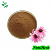Echinacea Purpurea Extract Polyphenol Chicoric Acid Powder