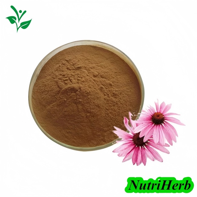 Echinacea Purpurea Extract Polyphenol Chicoric Acid Powder
